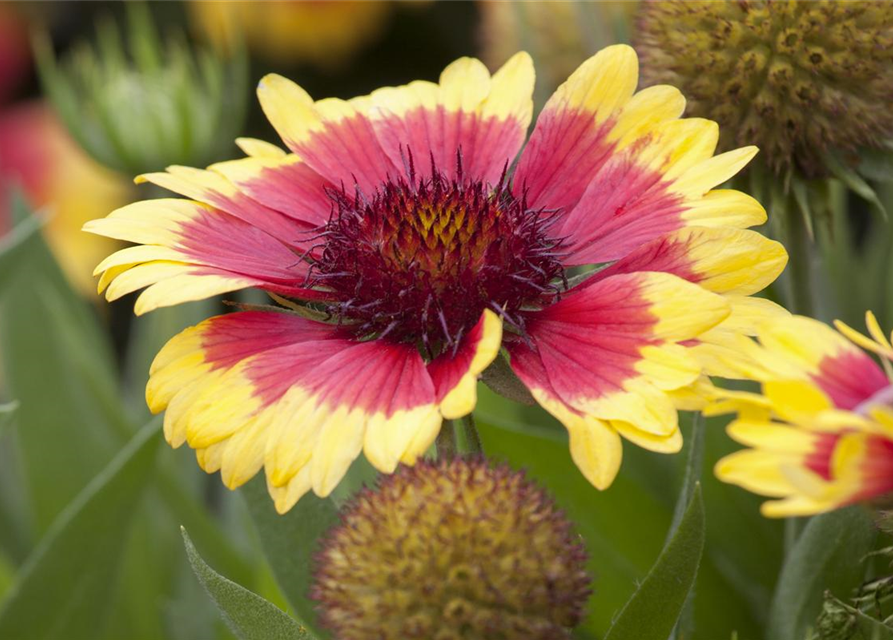 Gaillardia x grandiflora Sunset Cutie