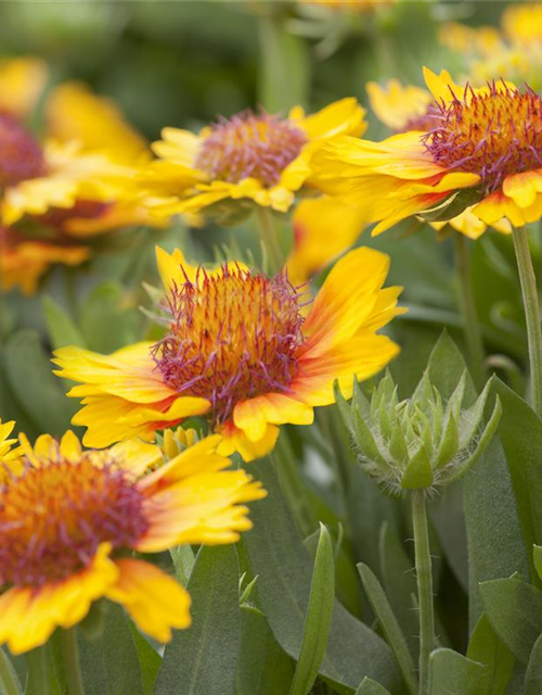 Gaillardia x grandiflora Sunset Cutie