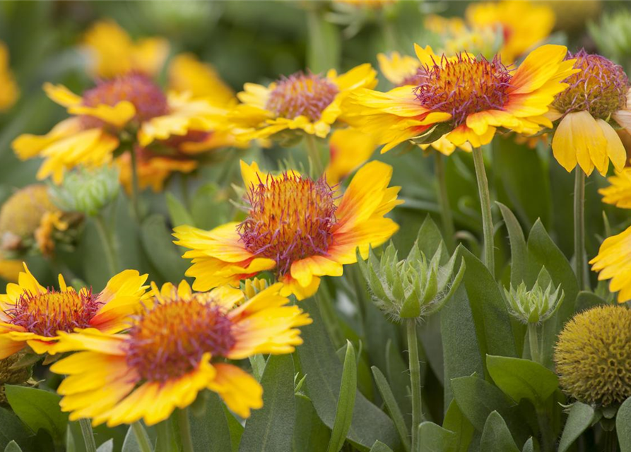 Gaillardia x grandiflora Sunset Cutie