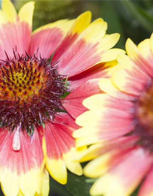 Gaillardia x grandiflora Sunset Cutie