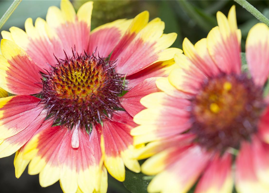 Gaillardia x grandiflora Sunset Cutie