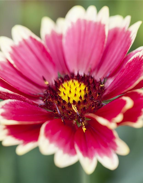 Gaillardia x grandiflora Sunset Cutie