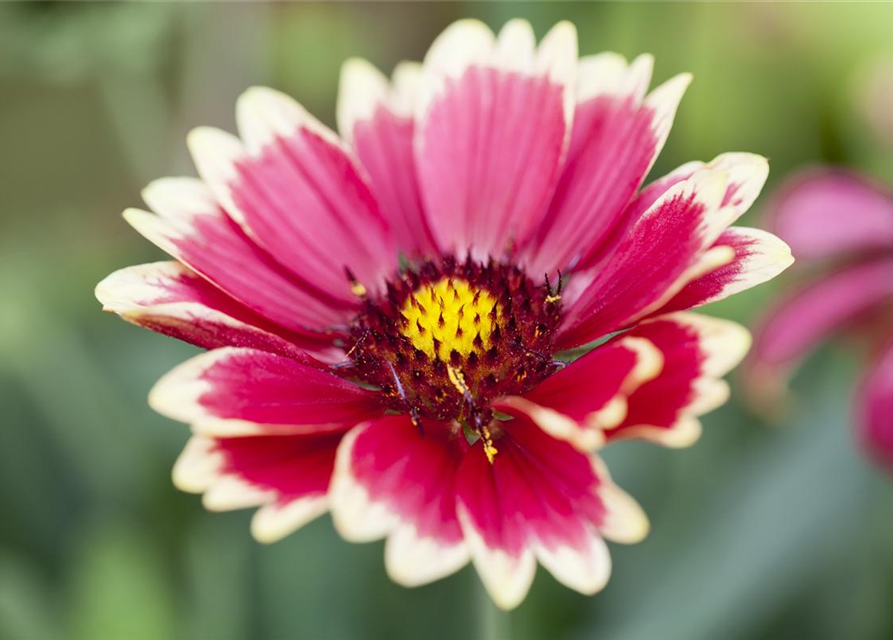 Gaillardia x grandiflora Sunset Cutie