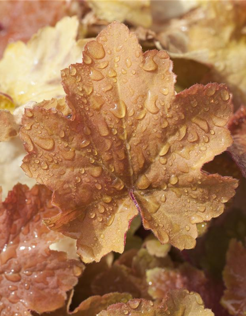 Heuchera villosa Caramel