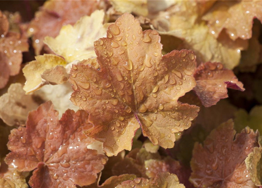 Heuchera villosa Caramel