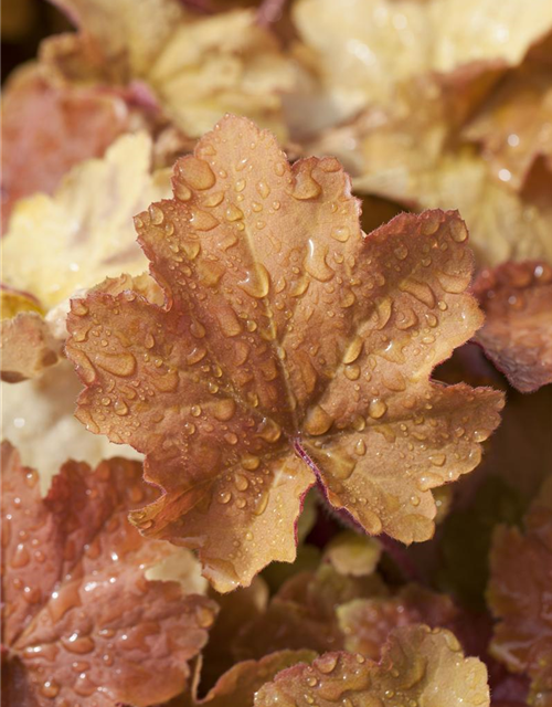 Heuchera villosa Caramel