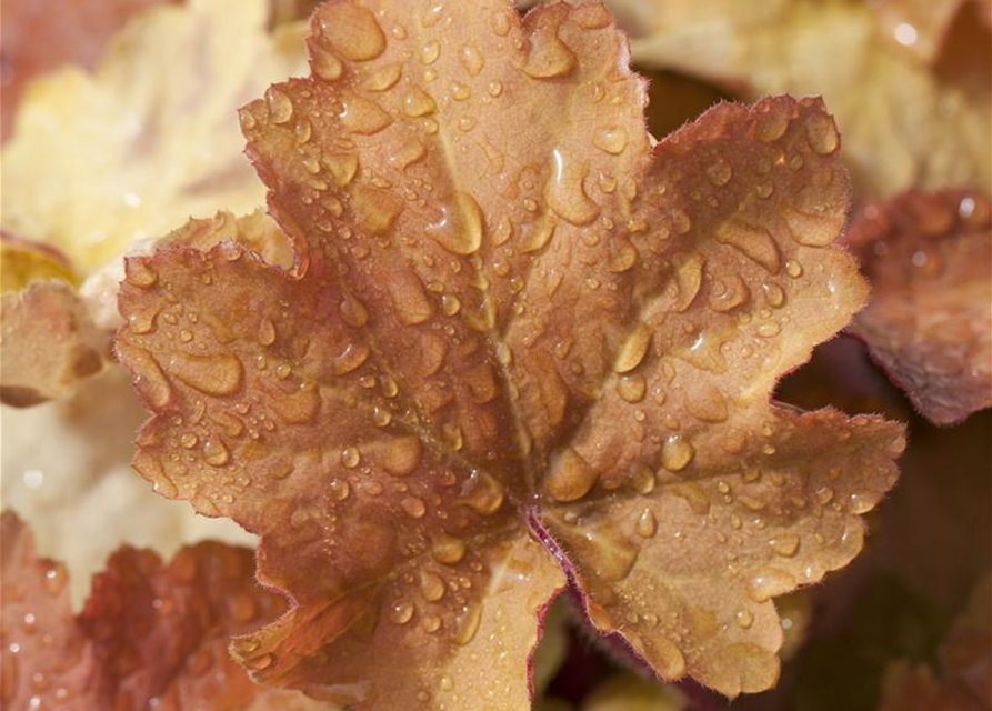 Heuchera villosa Caramel