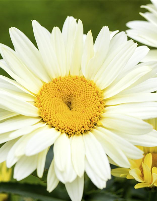 Leucanthemum x superbum Broadway Lights