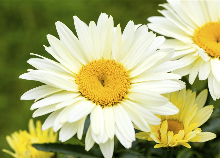 Leucanthemum x superbum Broadway Lights