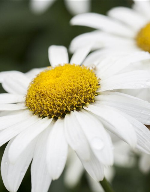 Leucanthemum x superbum Broadway Lights