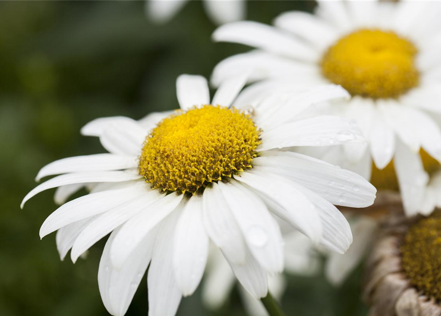 Leucanthemum x superbum Broadway Lights