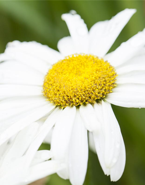 Leucanthemum x superbum Broadway Lights