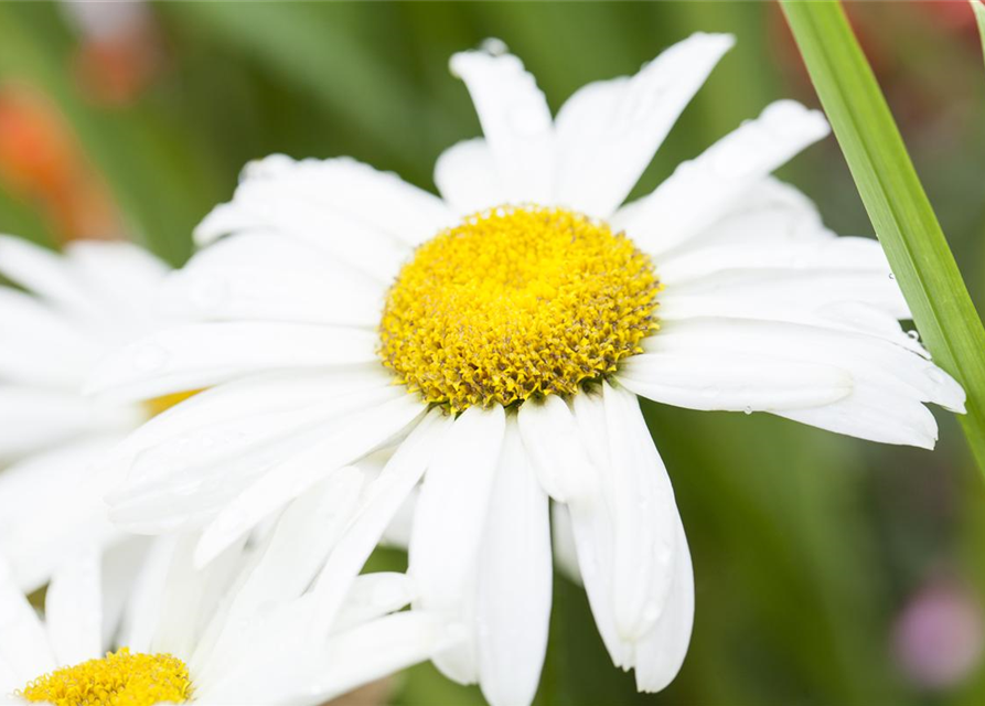 Leucanthemum x superbum Broadway Lights