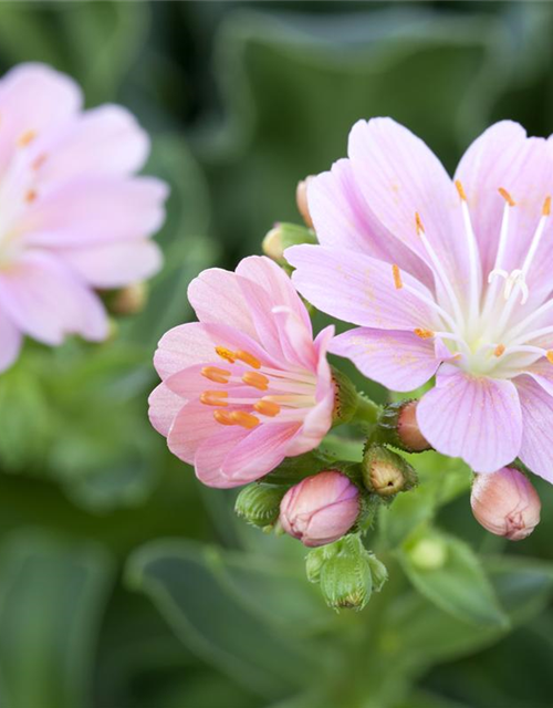 Lewisia cotyledon Mix