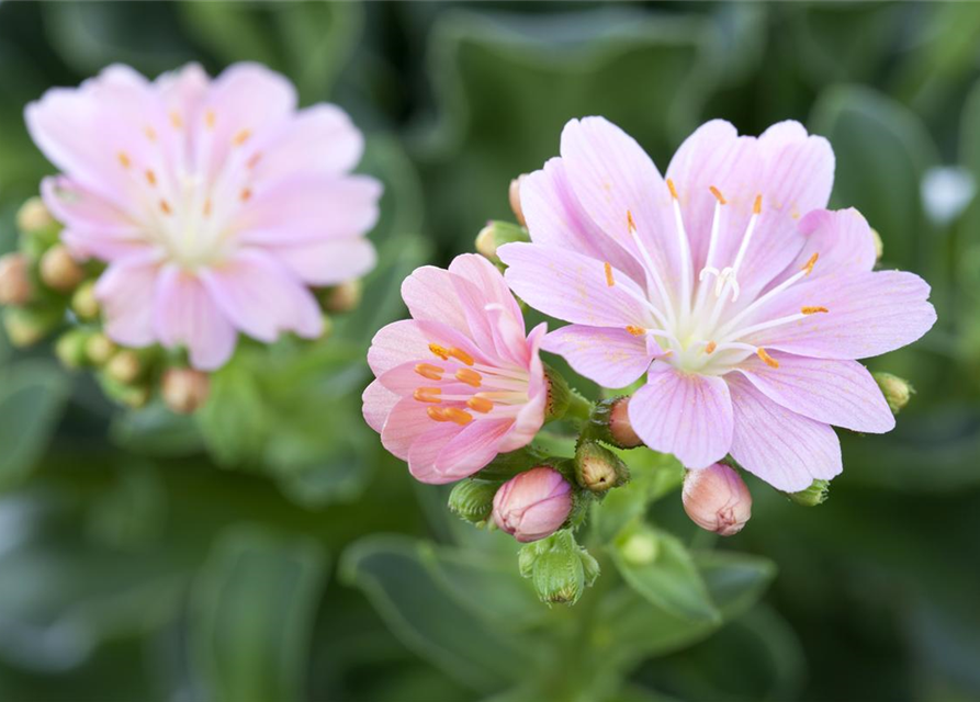 Lewisia cotyledon Mix