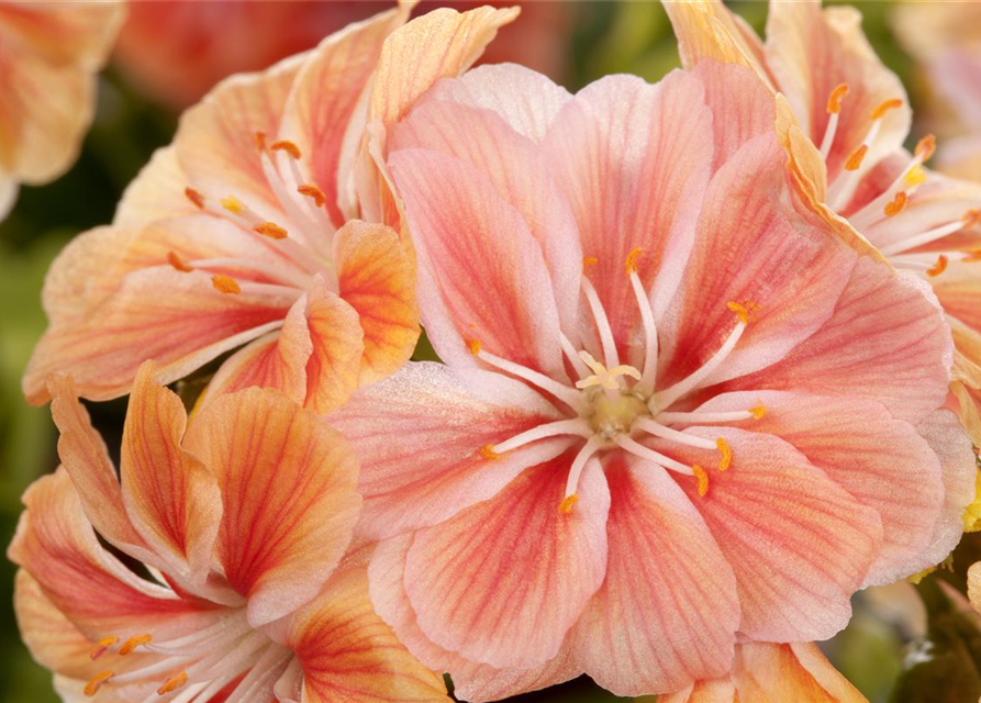 Lewisia cotyledon Mix