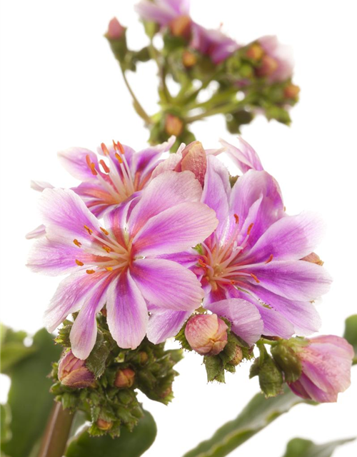 Lewisia cotyledon Mix