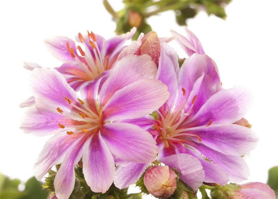 Lewisia cotyledon Mix