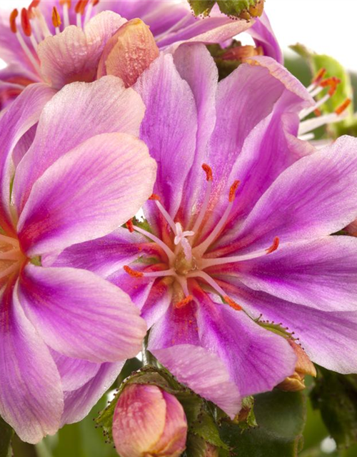 Lewisia cotyledon Mix