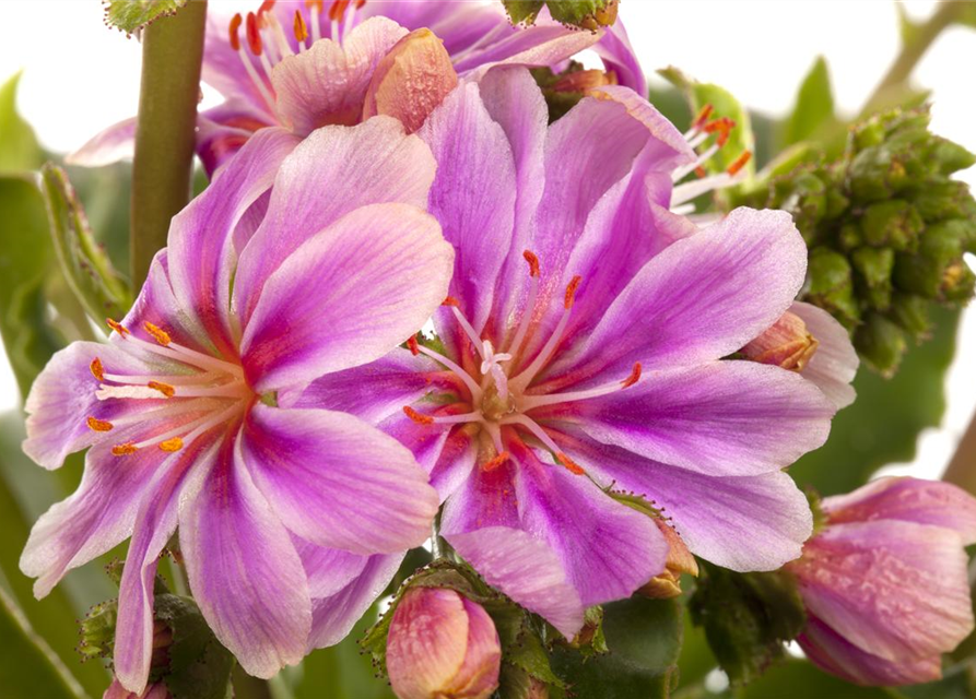 Lewisia cotyledon Mix