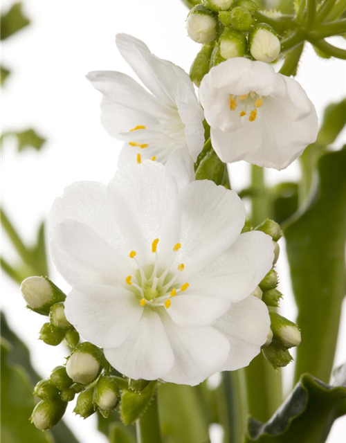 Lewisia cotyledon Mix