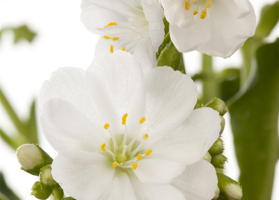 Lewisia cotyledon Mix