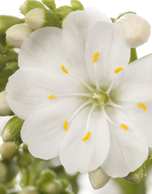 Lewisia cotyledon Mix