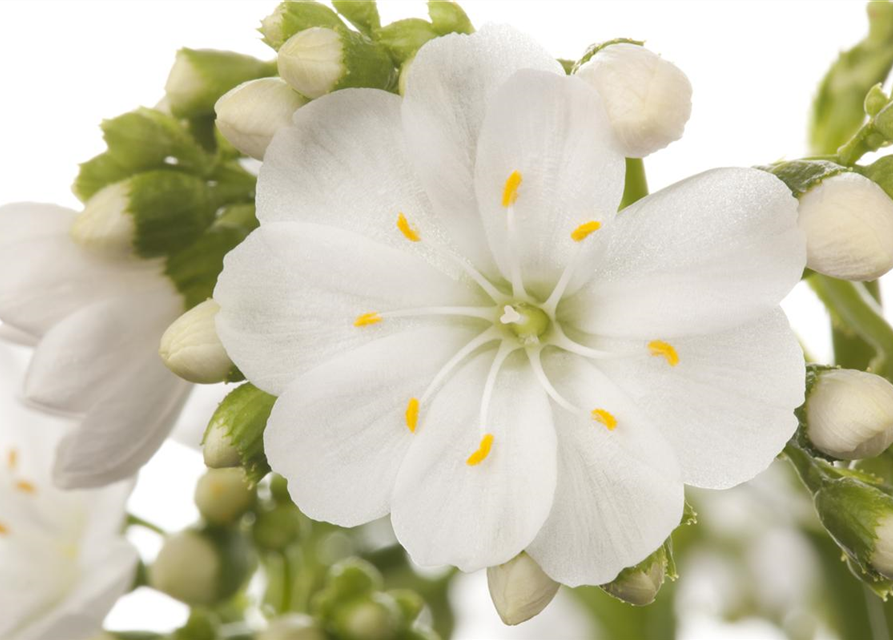 Lewisia cotyledon Mix