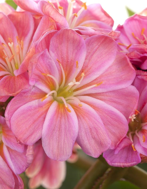 Lewisia cotyledon Mix