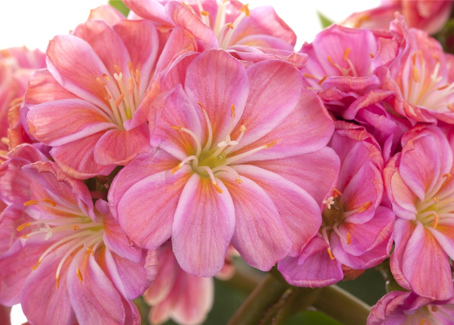 Lewisia cotyledon Mix