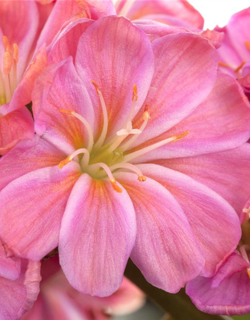 Lewisia cotyledon Mix