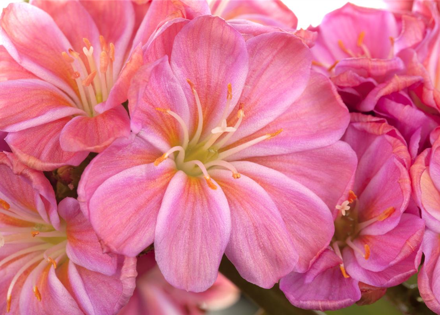 Lewisia cotyledon Mix