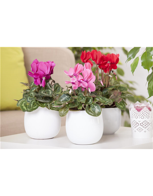 Cyclamen persicum Mix