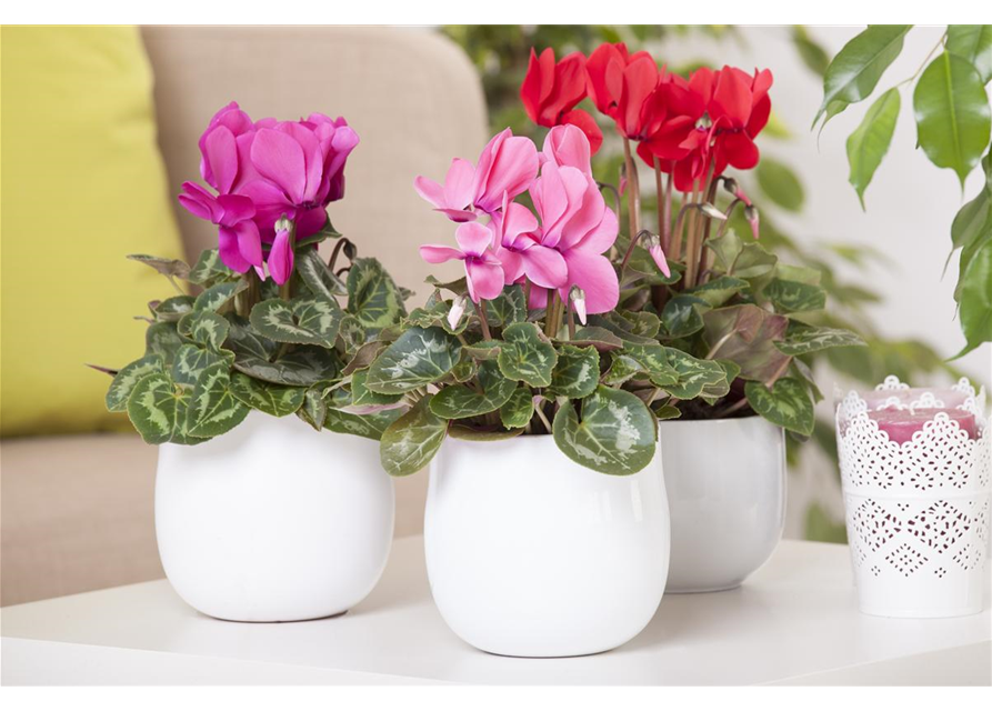 Cyclamen persicum Mix