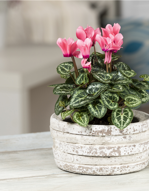 Cyclamen persicum Mini