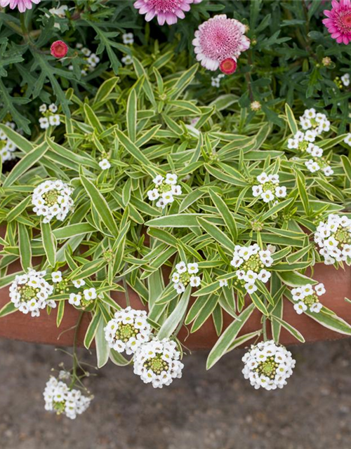 Iberis sempervirens Fischbeck