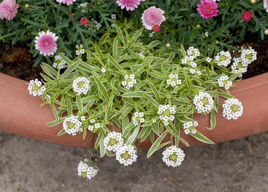 Iberis sempervirens Fischbeck