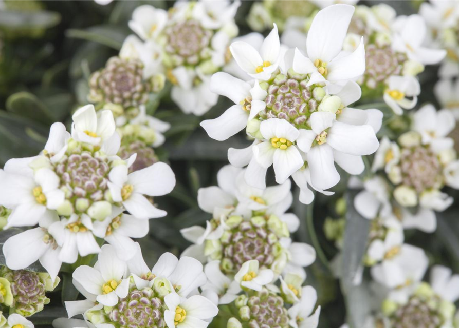 Iberis sempervirens Fischbeck