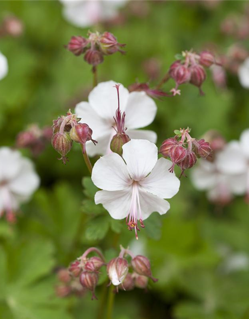 Geranium macrorrhizum Spessart