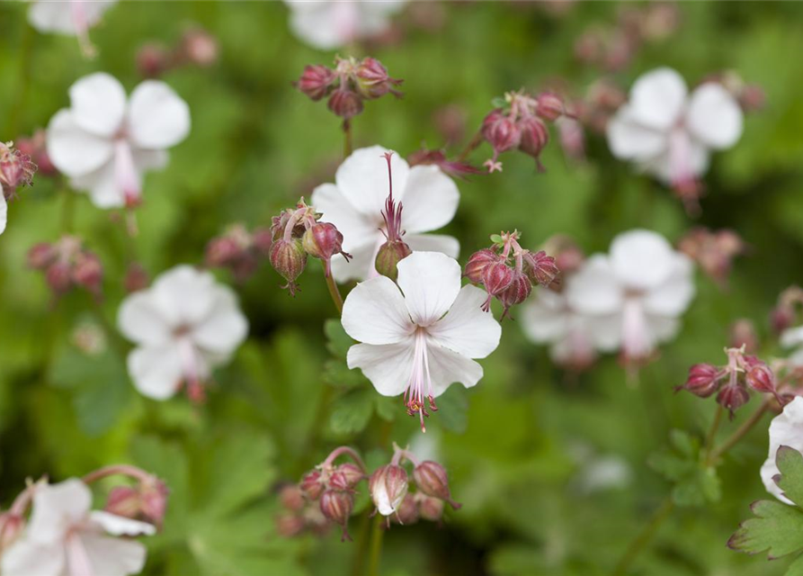 Geranium macrorrhizum Spessart