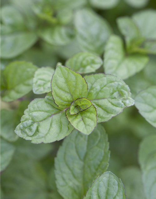 Mentha x piperita Grapefruit