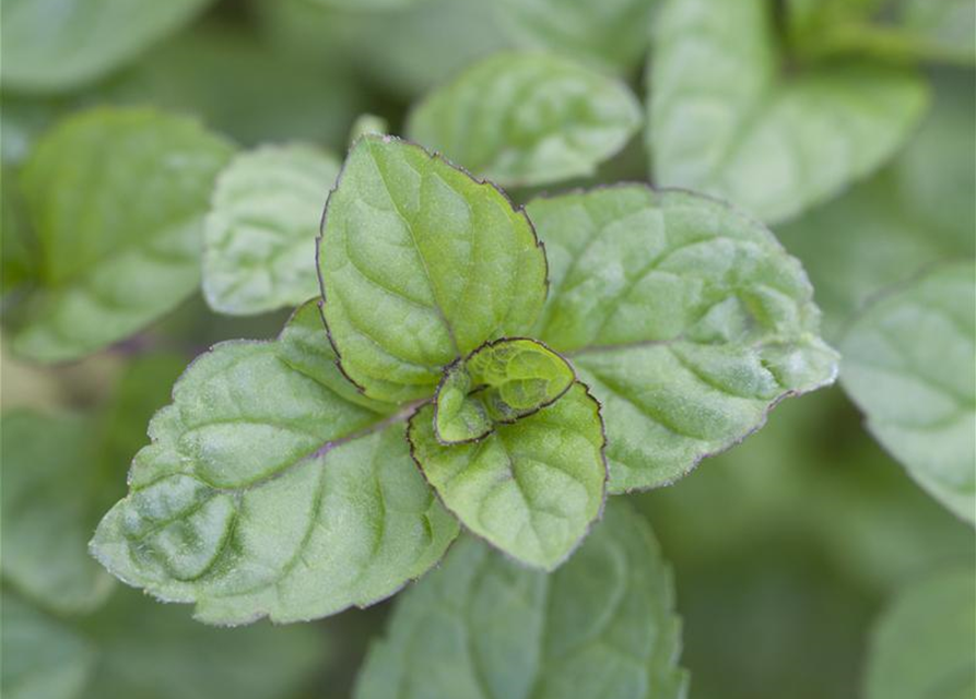 Mentha x piperita Grapefruit