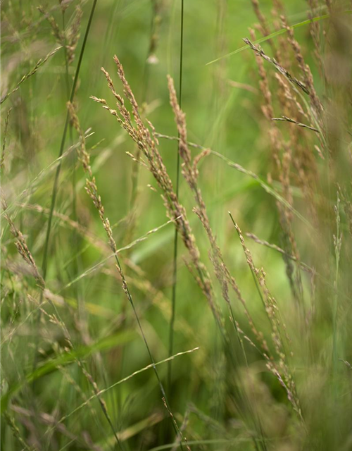 Molinia arundinacea Cordoba