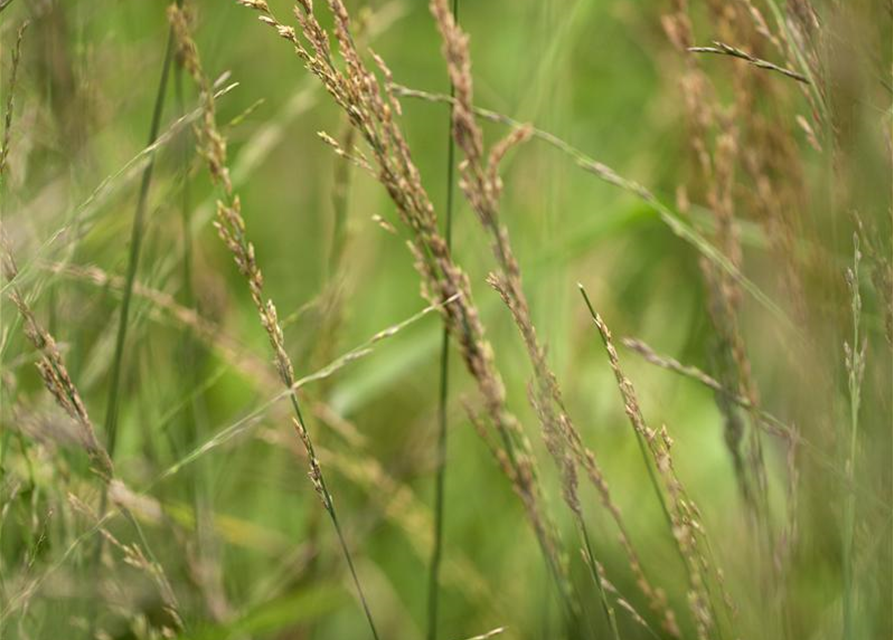 Molinia arundinacea Cordoba