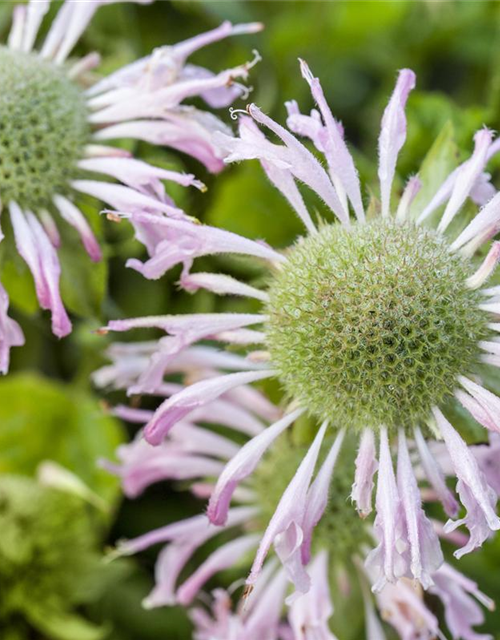 Monarda didyma Grape Gumball