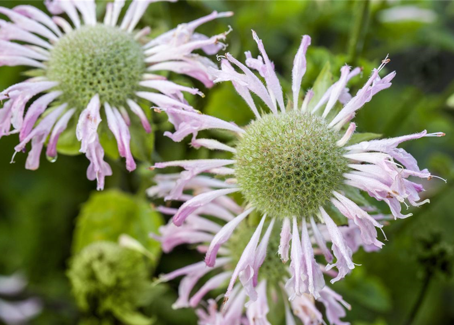 Monarda didyma Grape Gumball