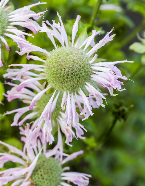 Monarda didyma Grape Gumball