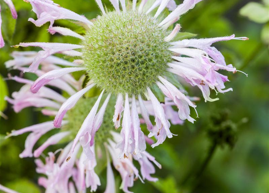 Monarda didyma Grape Gumball