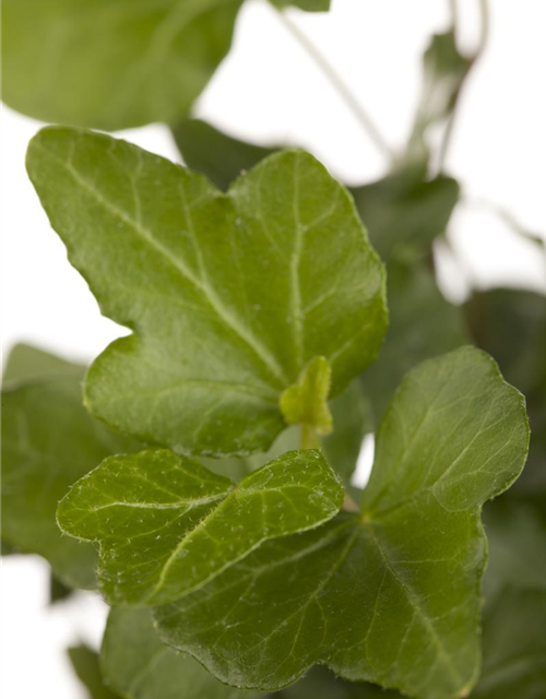 Hedera helix Wonder