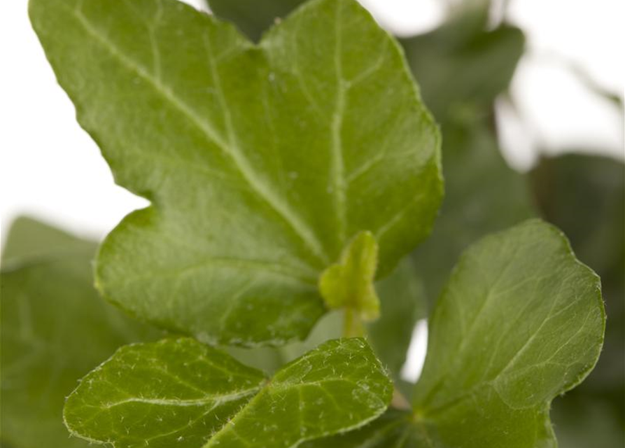 Hedera helix Wonder